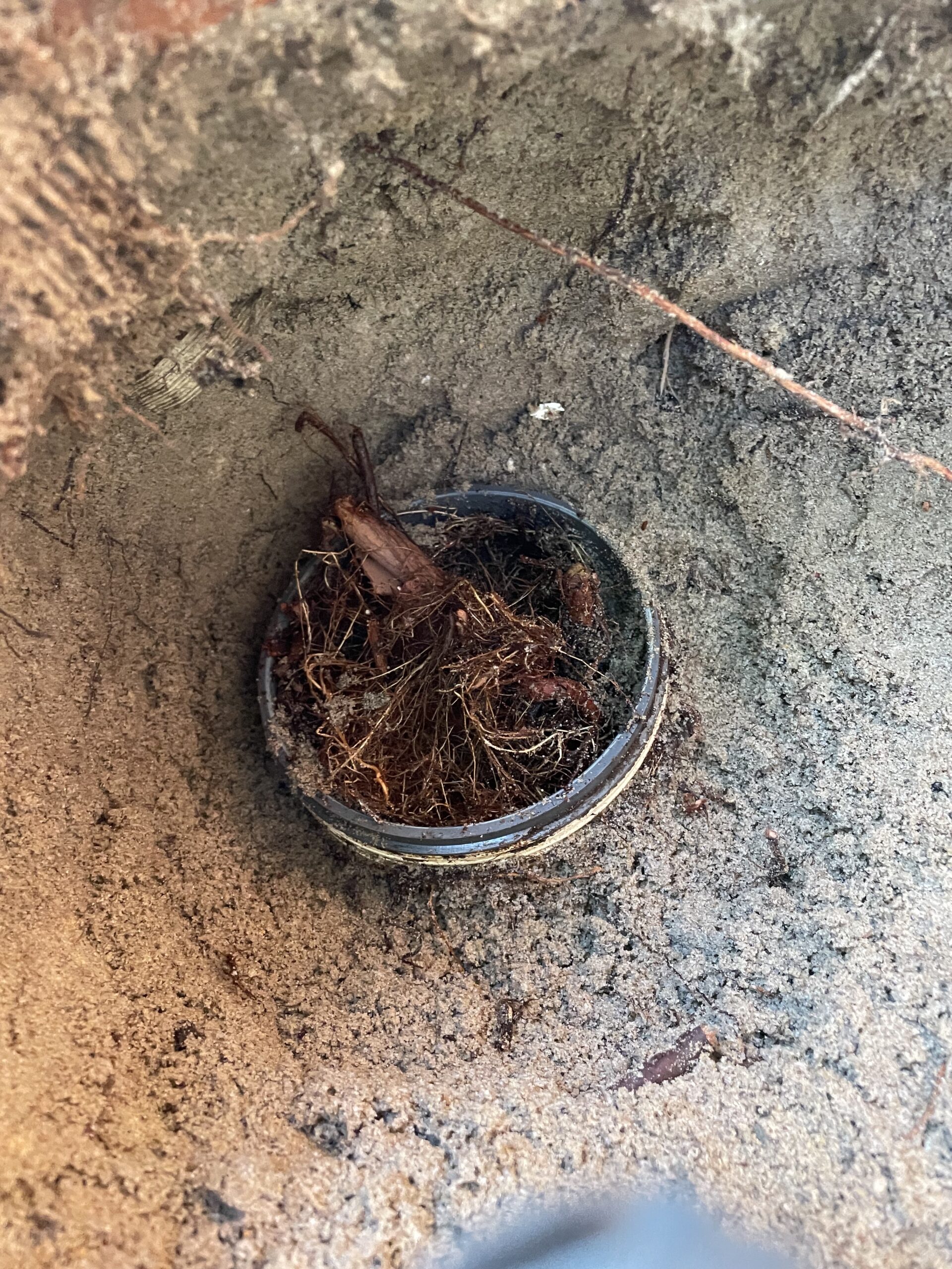 drain-divers-severe-tree-root-intrusion